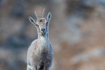Wild goats (Capra aegagrus) are living in rocky mountains covered with caves and grasses at 1500 meters high rocky places. This photograph was taken in the Elazığ City o Turkey.