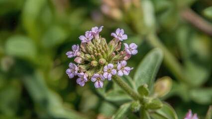 Close-up of a small purple flower cluster with green leaves, showing the intricate details of the blooms and buds.
