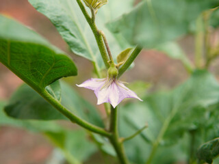 Obraz premium Flower from a purple eggplant plant. Agriculture theme.