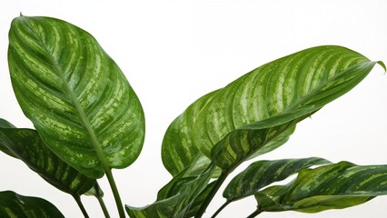 Obraz premium Green variegated leaves of a houseplant with broad green and white streaked foliage.