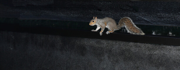 squirrel with the long brown tail inside the dark burrow of its den