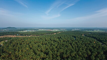 Lush green palm plantations under a blue sky with scattered clouds. Scenic landscape, agriculture, nature, scenic view, environment.