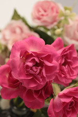 Fototapeta premium Close-up selective soft focus pink, red color Rose flower bud bouquet. Natural blur background.