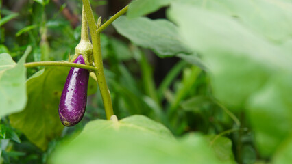 Eggplant ready to harvest. Eggplant on its plant. Agriculture theme.