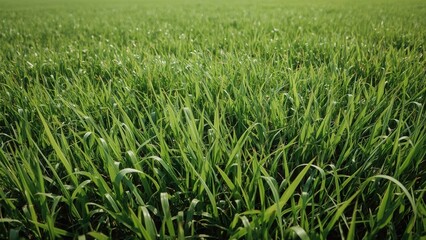 Obraz premium Lush green grass field with tall, dense vegetation.