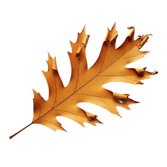 Autumn Oak Leaf isolated, Decorated, PNG 
