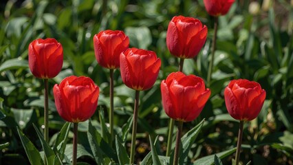 Obraz premium Bright red tulips in a garden setting with green foliage surrounding them. Flowers and gardening. Nature and floral beauty. The focus on vibrant tulip blossoms.