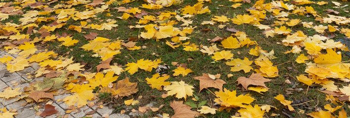Background of yellow maple leaves