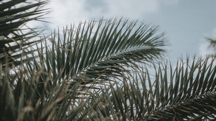 Tropical palms with long, spiky leaves in a natural outdoor setting.