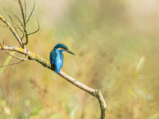 Martin-pêcheur d’Europe mâle (Alcedo atthis) posé sur une branche recouverte de lichen, observation naturaliste en milieu humide