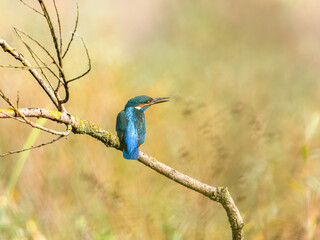 Martin-pêcheur d’Europe mâle (Alcedo atthis) posé sur une branche recouverte de lichen, observation naturaliste en milieu humide