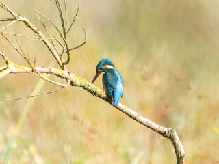 Martin-pêcheur d’Europe mâle (Alcedo atthis) posé sur une branche recouverte de lichen, observation naturaliste en milieu humide