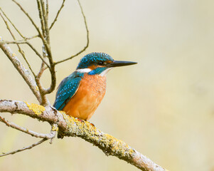 Martin-pêcheur d’Europe mâle (Alcedo atthis) posé sur une branche recouverte de lichen, observation naturaliste en milieu humide