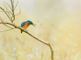 Martin-pêcheur d’Europe mâle (Alcedo atthis) posé sur une branche recouverte de lichen, observation naturaliste en milieu humide