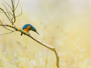 Martin-pêcheur d’Europe mâle (Alcedo atthis) posé sur une branche recouverte de lichen, observation naturaliste en milieu humide