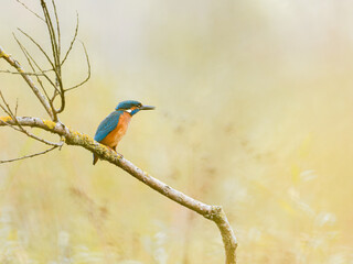 Martin-pêcheur d’Europe mâle (Alcedo atthis) posé sur une branche recouverte de lichen, observation naturaliste en milieu humide