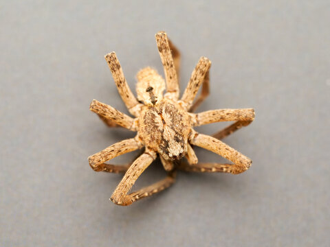 Zoropse &eacute;pineuse (Zoropsis spinimana) en vue dorsale et en macro, d&eacute;tail des yeux et de la pilosit&eacute;, photographie naturaliste d&rsquo;araign&eacute;e