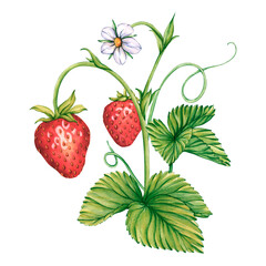 Halves of ripe strawberries with white flower. Watercolor illustration of Strawberries with cut in half. Ripe sliced strawberries for tea, jam, cosmetics label. Halves of berries. Fresh Summer Fruit