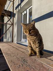 A cat sitting on a wooden bench in front of a building