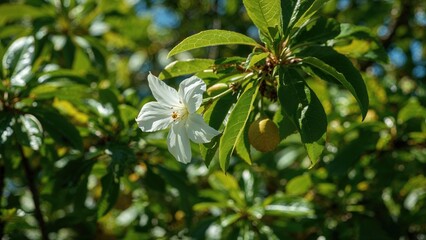 White flower on a tree with green leaves and unripe fruit.