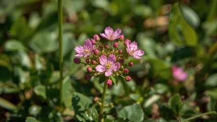 Naklejka premium Pink flower cluster growing among green leaves and foliage.