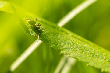 Macro insect in close-up – tiny bug in its natural green habitat