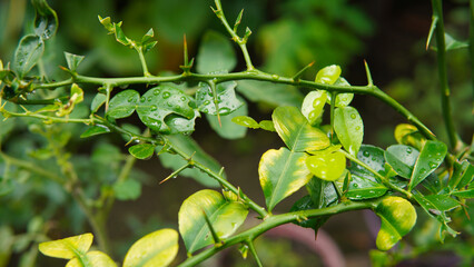 Kaffir lime plant. Agriculture theme.