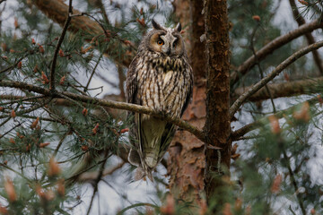 Long-eared Owl, Adult standing in pine Tree