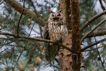 Owl Perched in Pine Tree Forest Scene
