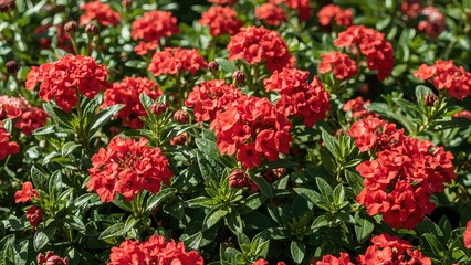 Bright red flowers with green leaves, lush garden scene.