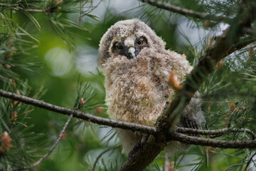 a chick of a long-eared owl sits