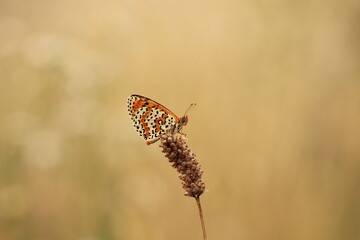una farfalla melitaea su un fiore