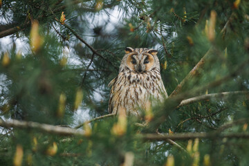 Long-eared Owl, Adult standing in pine Tree