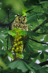 Long-eared Owl, Adult standing in pine Tree