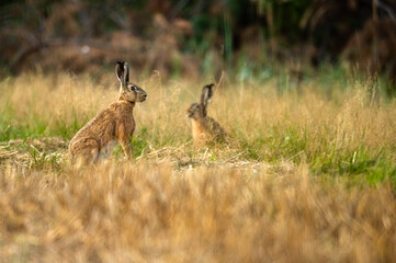 Rabbit resting on a meadow with upright ears – peaceful wildlife scene in natural grassland