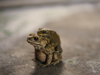 Asian common toad mating. Animal theme.