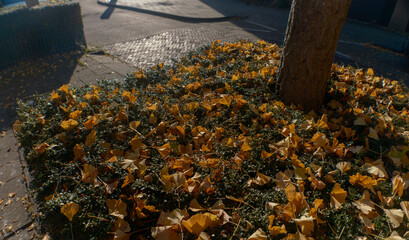Close-up of golden ginkgo leaves scattered on metal tree grate in urban setting (this image was made with an anamorphic lens)