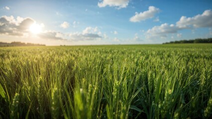 Naklejka premium Fields of lush green grass on a sunny day with a bright sky and clouds.