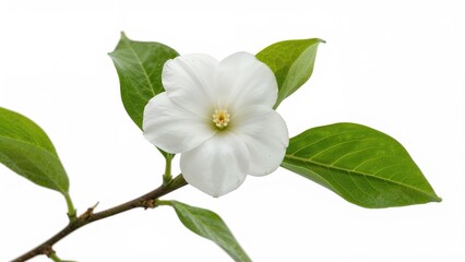 Obraz premium White flower on green leaves with branch branch. Nature, plant, botanical, flora. The concept of botanical beauty and natural flora.