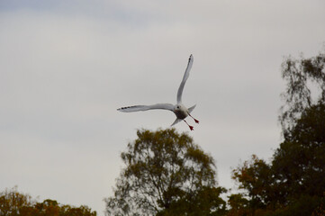 Flying Seagull Over Autumn Trees Under Cloudy Sky Background