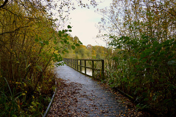 Wooden Boardwalk Path Through Autumn Forest Near Calm Water