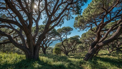 Fototapeta premium A forest scene with large trees and a bright blue sky, sunlight shining through the branches.