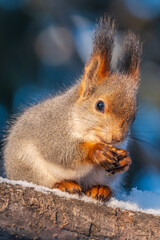 The squirrel with nut sits on tree in the winter or late autumn