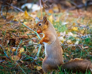 The Red Squirrel (Sciurus vulgaris), also called Eurasian Red Squirrel, storing nuts, Pow Hill Country Park, Consett.