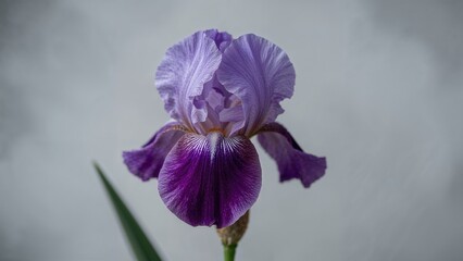 Purple iris flower with delicate petals against a neutral background.
