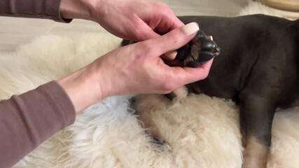 A gentle grooming session focuses on trimming a dog's nails while ensuring comfort. Soft lighting creates a warm atmosphere for this pet care moment.