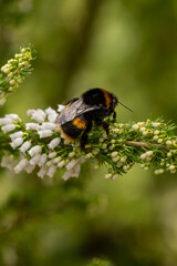 A close up of a bumblebee collecting pollen from heather, with a shallow depth of field