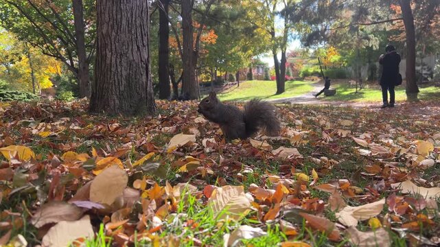 A cute squirrel scurries through colorful autumn leaves in a park as people stroll in the background, enjoying the beautiful day.