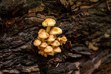 Fungus growing on a fallen tree in woodland, with a shallow depth of field