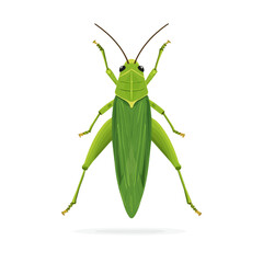 2D minimalist flat vector of a Grasshopper, contemporary clean design isolated on white.